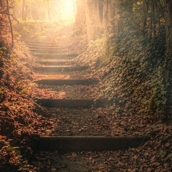 Outdoor stairwell covered in leaves and overgrown greenery with sun setting in the background.