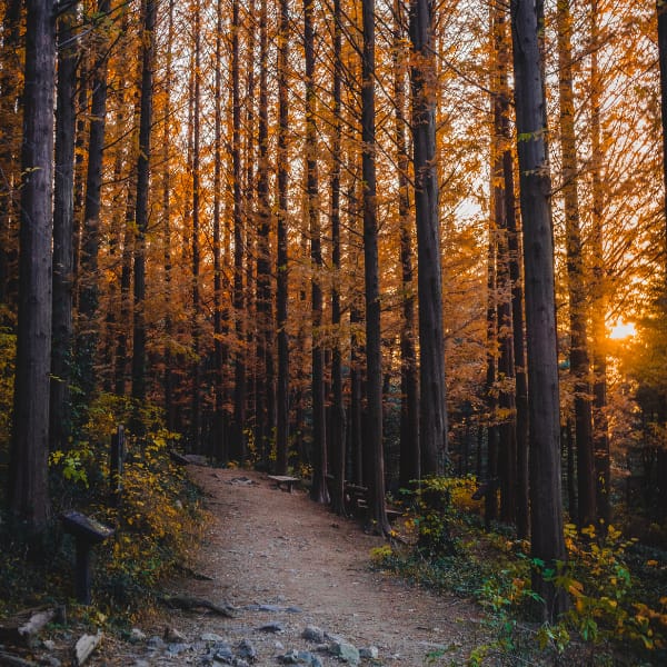 Pathway cutting through trees at sunset.